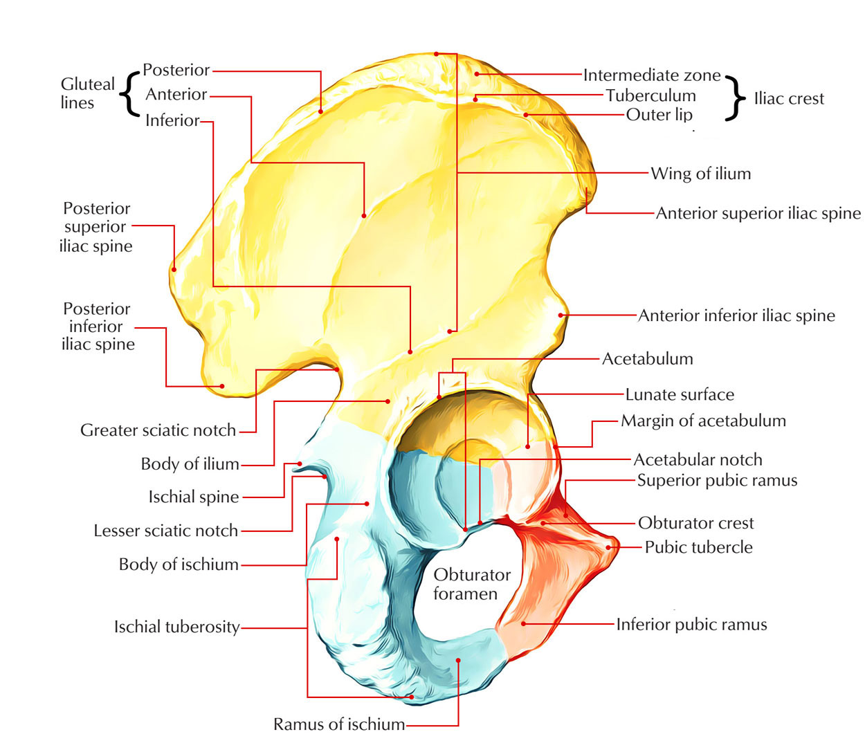 Coxa Bone Anatomy