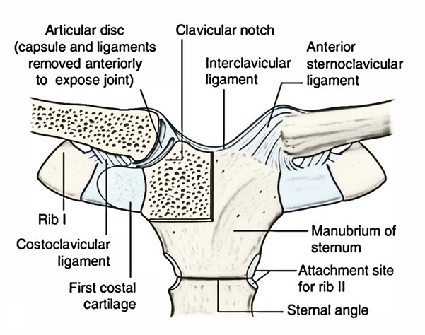 Sternoclavicular Joint Anatomy Diagram