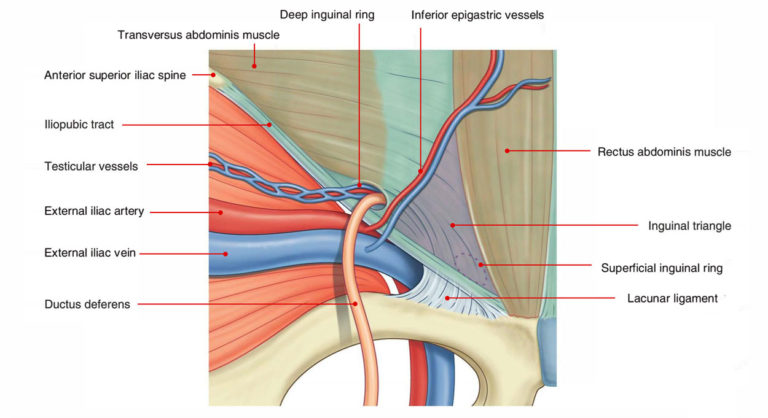 Inguinal Triangle (Hesselbach’s Triangle) – Earth's Lab