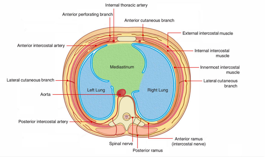 Easy Notes On 【Intercostal Space】Learn in Just 4 Minutes! – Earth's Lab