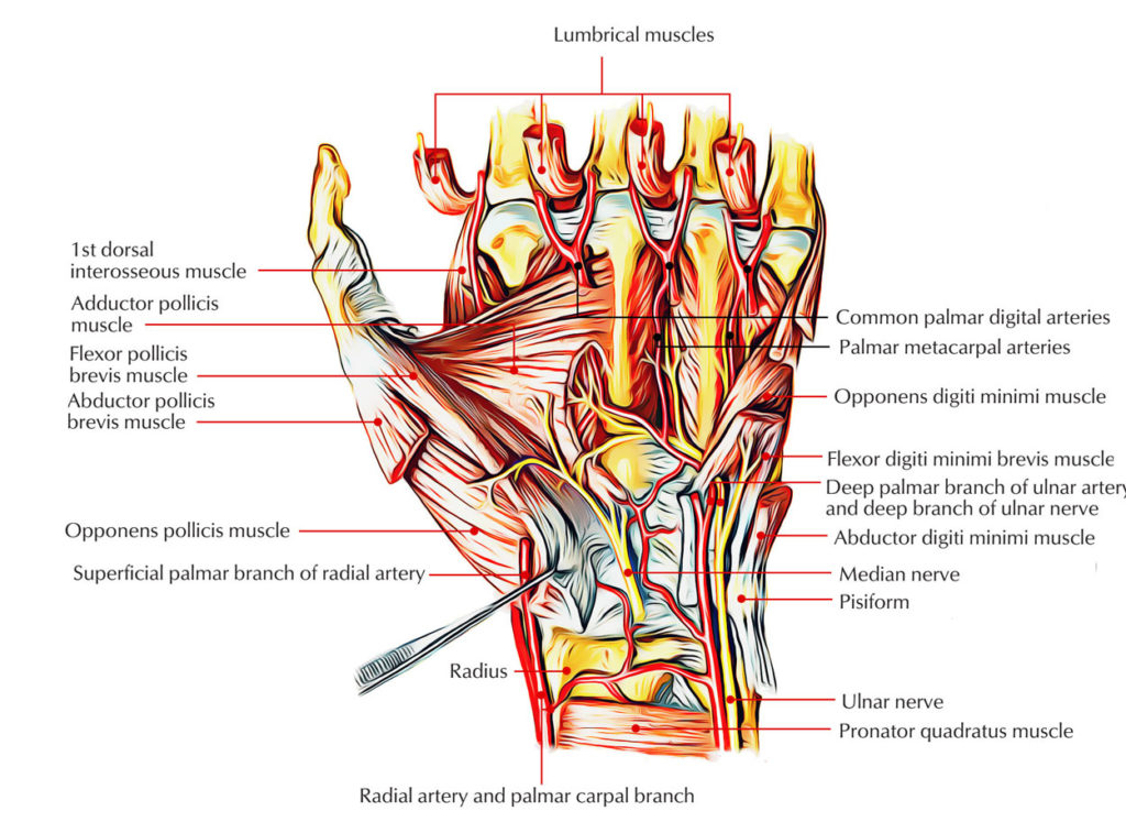 Easy Notes On 【Intrinsic Muscles Of The Hand】Learn In Just 3 Mins ...