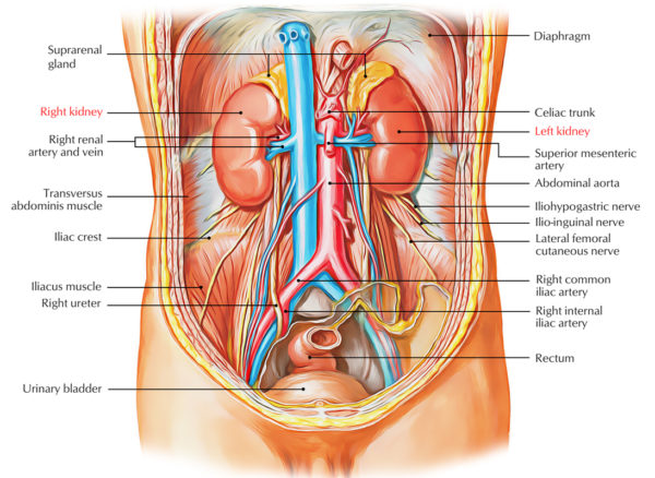 Kidneys – Earth's Lab