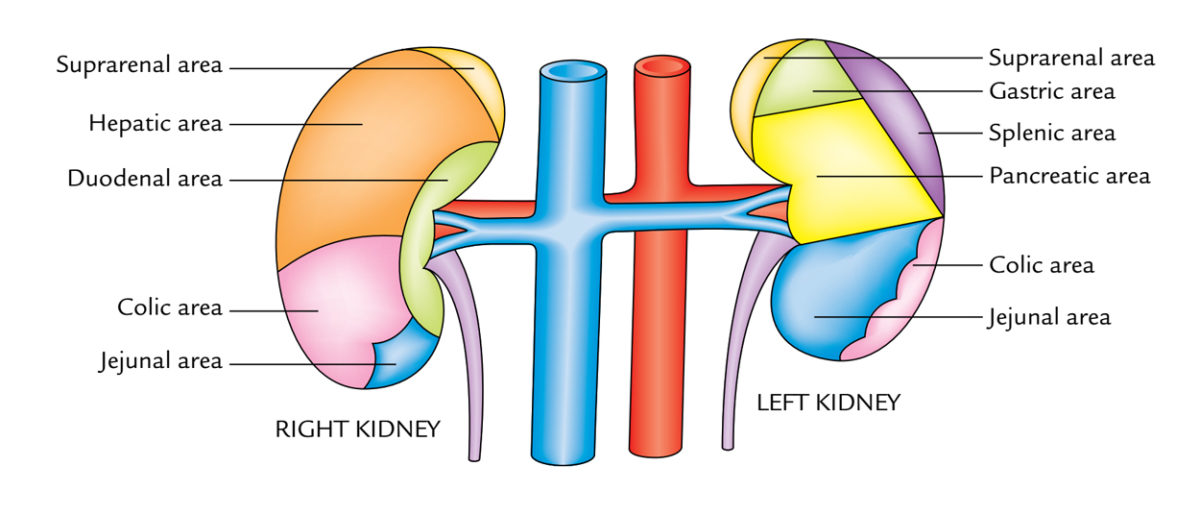 Kidneys – Earth's Lab