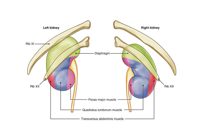 Easy Notes On 【Kidneys】Learn in Just 4 Minutes! – Earth's Lab