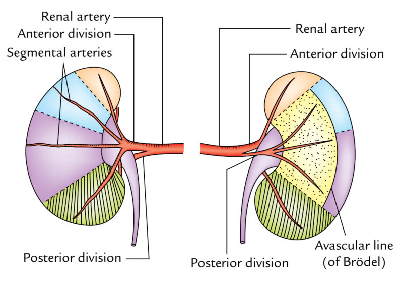 Renal Artery Anatomy Diagram