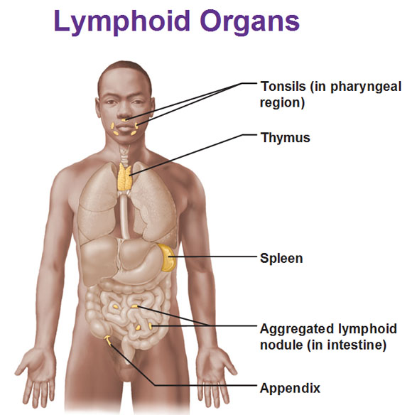 Lymphoid Organs – Locations And Functions – Red Bone Marrow, Thymus