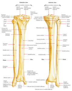 Tibia (Shinbone) – Earth's Lab