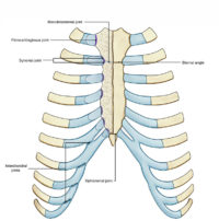 Interchondral Joints and Manubriosternal Joint – Earth's Lab