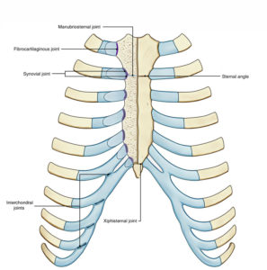 Interchondral Joints and Manubriosternal Joint – Earth's Lab