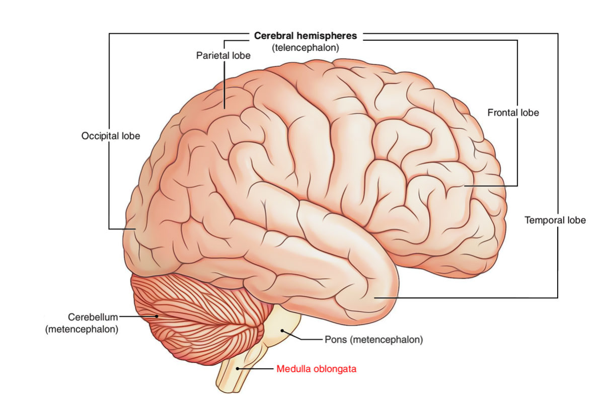 medulla-oblongata-earth-s-lab