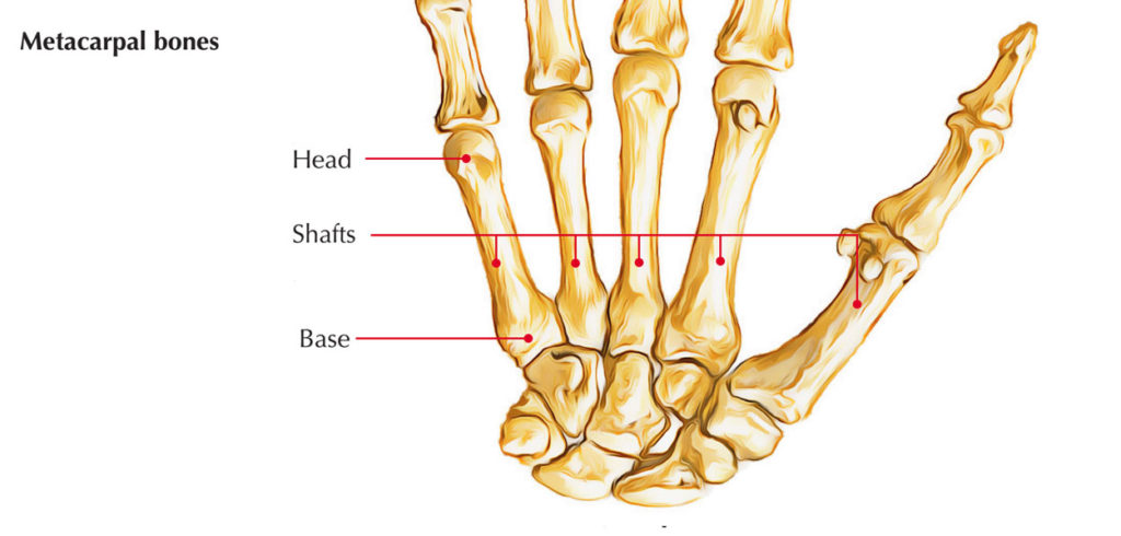 bones-of-the-hand-anatomy-earth-s-lab