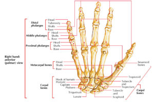 Bones of the Hand Anatomy – Earth's Lab