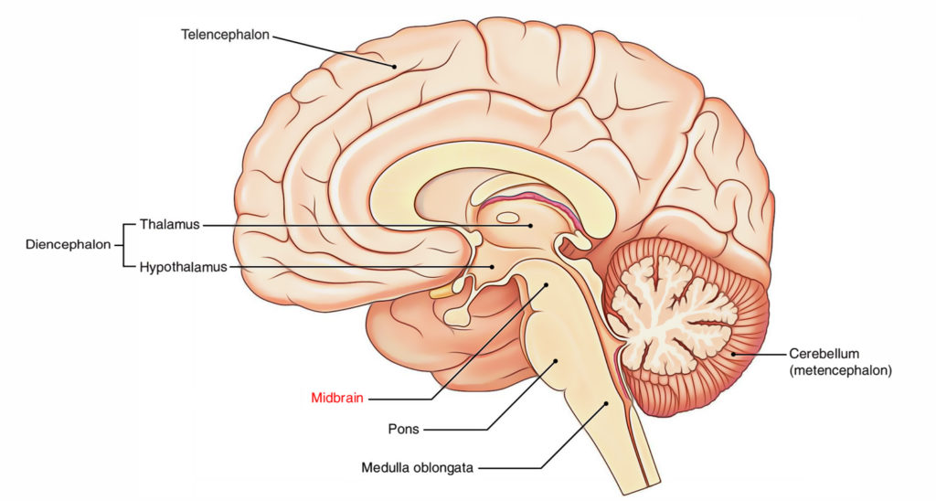 Midbrain – Earth's Lab