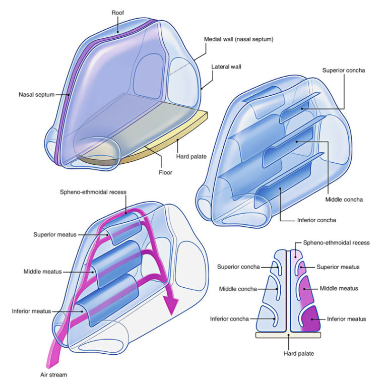 Nasal Cavity – Earth's Lab