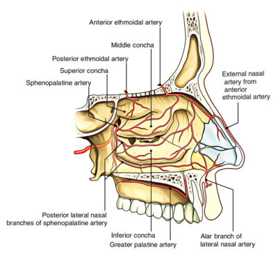 Nasal Cavity – Earth's Lab