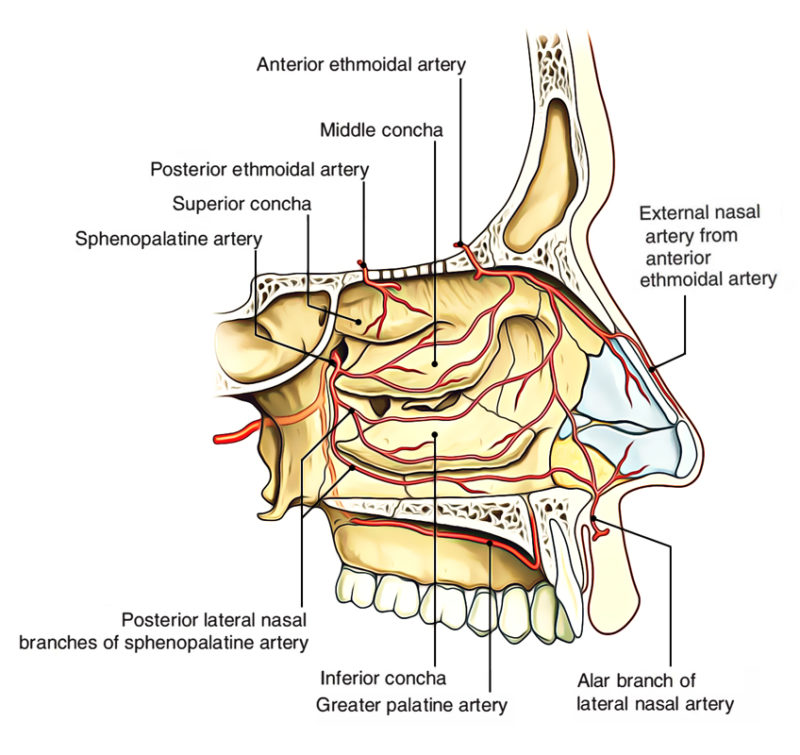 Easy Notes On 【nasal Cavity】learn In Just 4 Minutes!