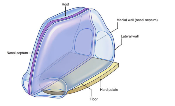 Nasal Cavity – Earth's Lab