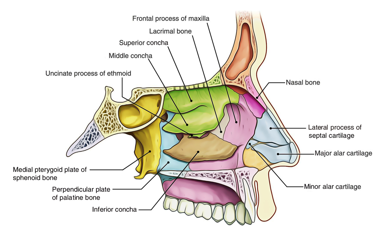 Nose And Nasal Cavity Diagram Sinuses Nose Human Anatomy Sinus Diagram Stock Vector Royalty