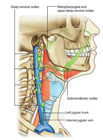 Easy Notes On 【nasal Cavity】learn In Just 4 Minutes 8190