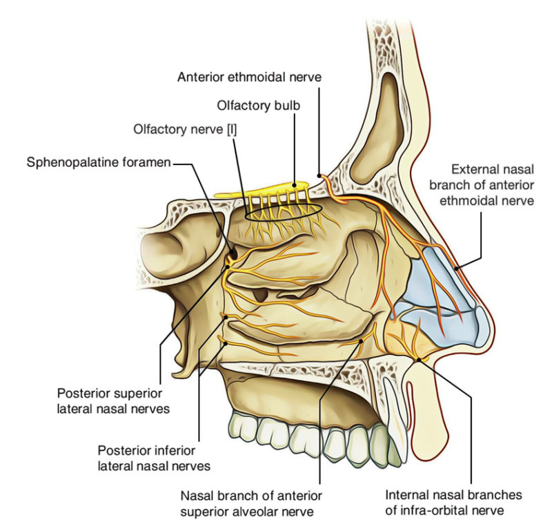 Anterior Nasal Anatomy at Matthew Bennett blog