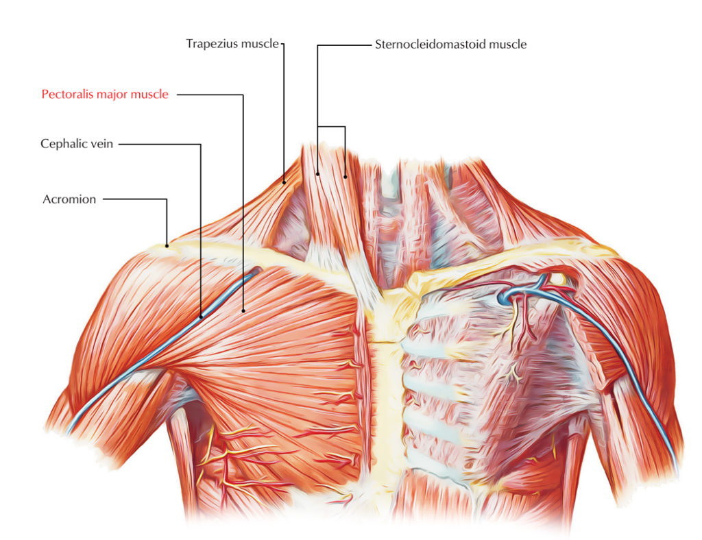 Chest Muscles Anatomy Human Anatomy Diagram Pectoralis Major | Sexiz Pix