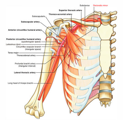 Pectoral Region Muscles Anatomy – Earth's Lab