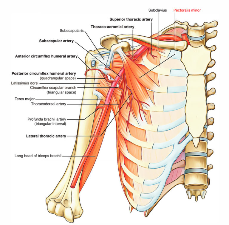 Pectoral Region Muscles Anatomy Earths Lab 9121