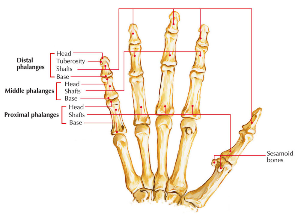 Bones of the Hand Anatomy Earth's Lab