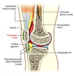 Subcutaneous Bursa – Earth's Lab