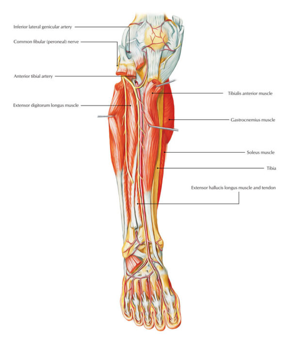 Anterior Tibial Artery – Earth's Lab