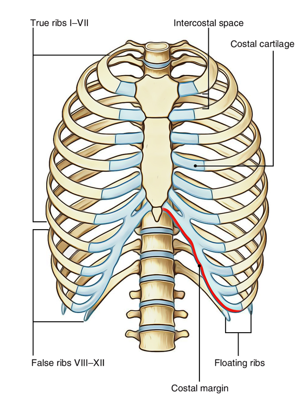 is the rib a flat bone
