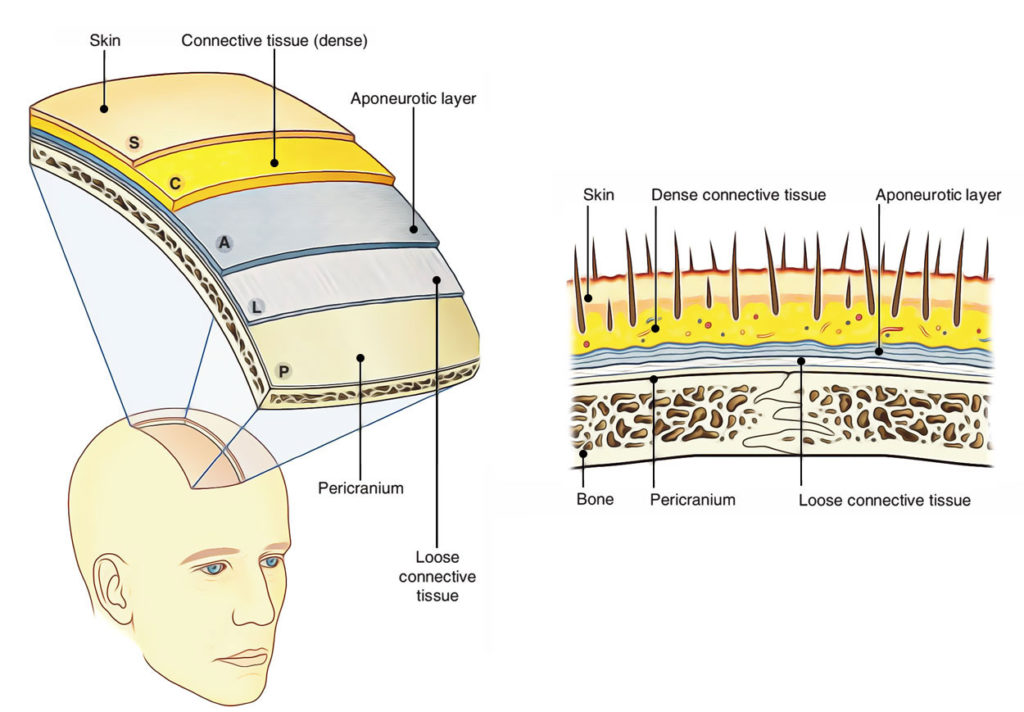 Skin Of The Scalp Earth S Lab