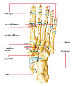 Sesamoid Bones – Earth's Lab