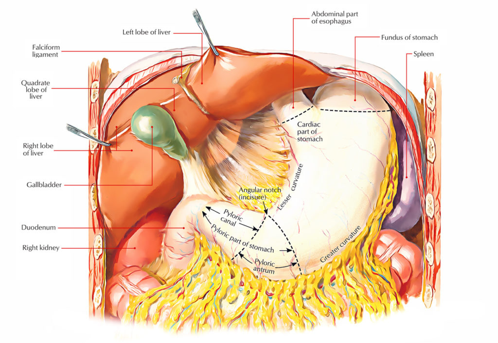 stomach-anatomy-earth-s-lab