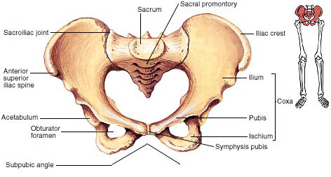 Pelvic Girdle Bones and Parts: Coxal, Ilium, Ischium, Pubis and