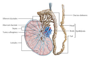 Testis and Epididymis Anatomy – Earth's Lab