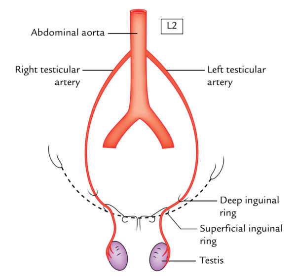 Testis And Epididymis Anatomy Earth S Lab