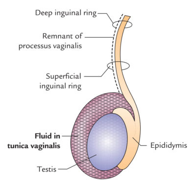 Testis and Epididymis Anatomy – Earth's Lab