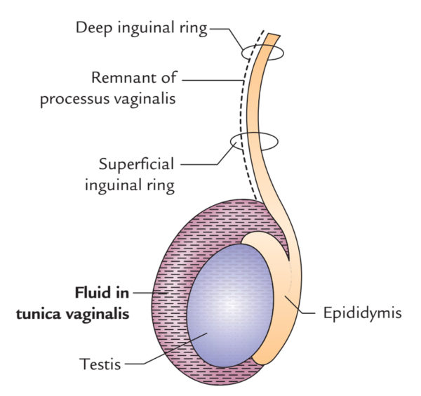 Testis And Epididymis Anatomy – Earth's Lab