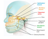 Trigeminal Nerve – Earth's Lab