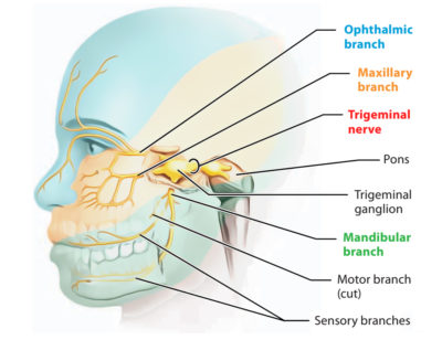 Trigeminal Nerve – Earth's Lab