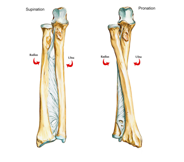 Ulna Bone Anatomy – Earth's Lab