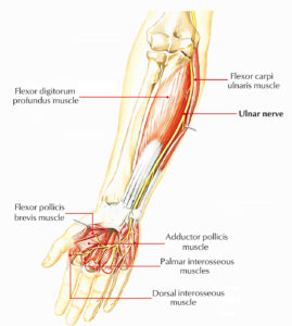 Ulnar Nerve Anatomy – Earth's Lab