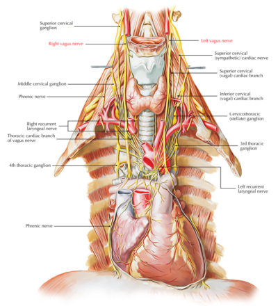 Vagus Nerve – Earth's Lab