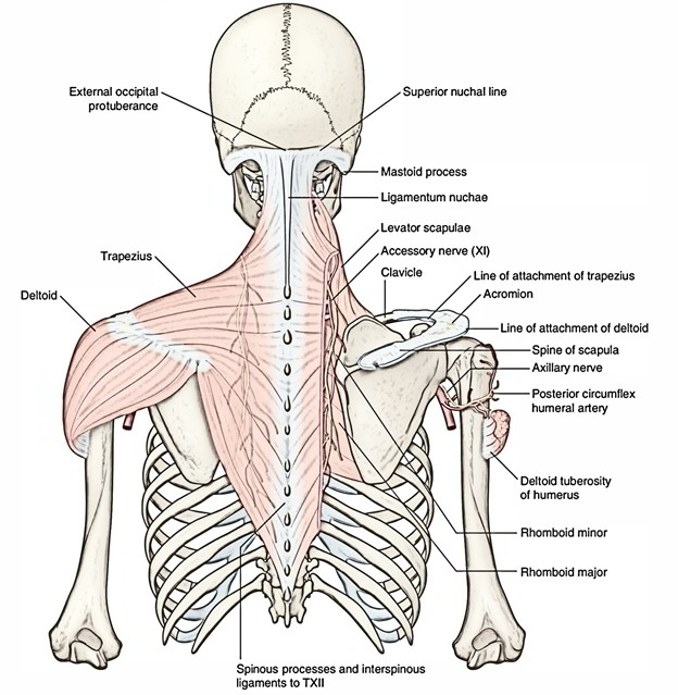 Trapezius | Earth's Lab