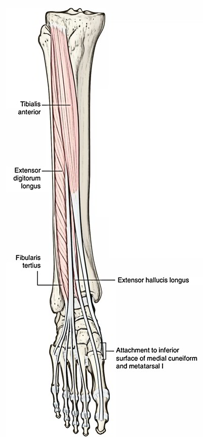 Tibialis Anterior | Earth's Lab