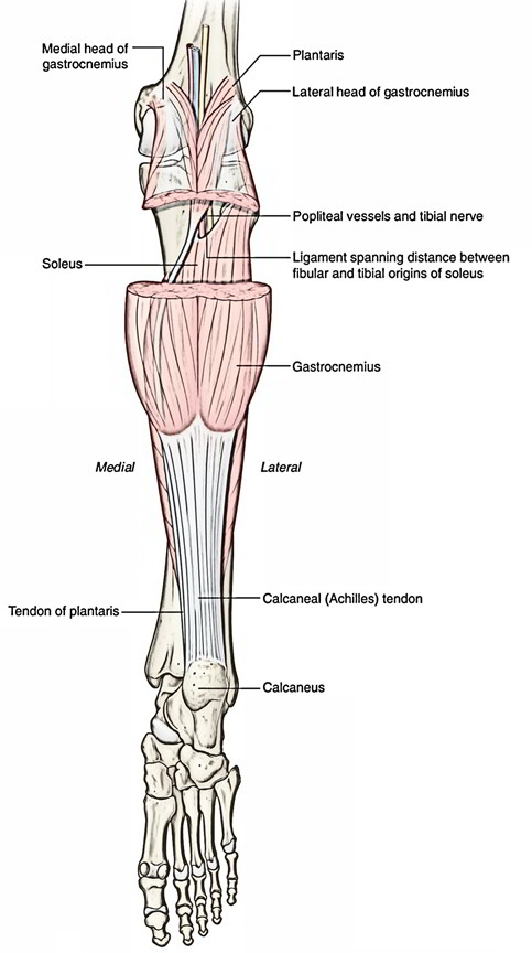 Gastrocnemius (Triceps Surae) | Earth's Lab