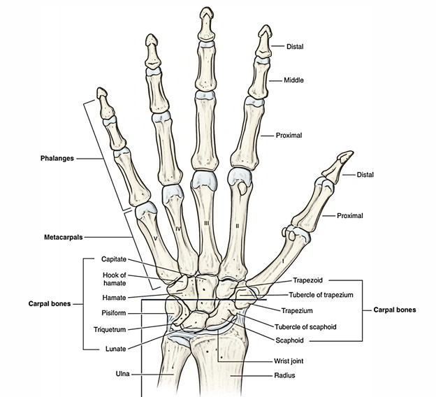 Easy Notes On 【Hamate Bone】Learn in Just 4 Minutes! – Earth's Lab