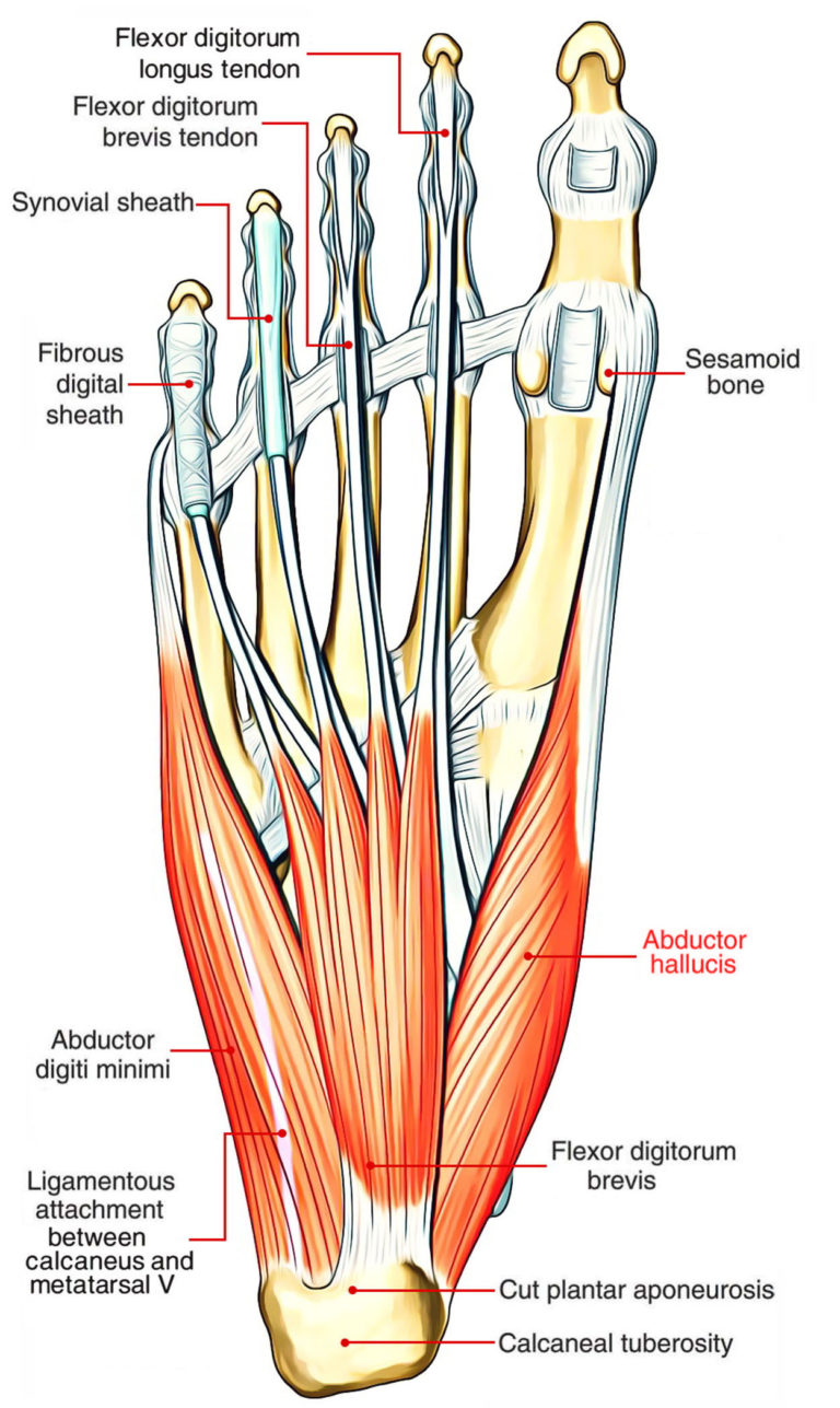 Abductor Hallucis Earth S Lab