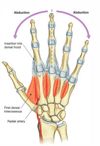 Dorsal Interossei (Hand and Foot) – Earth's Lab